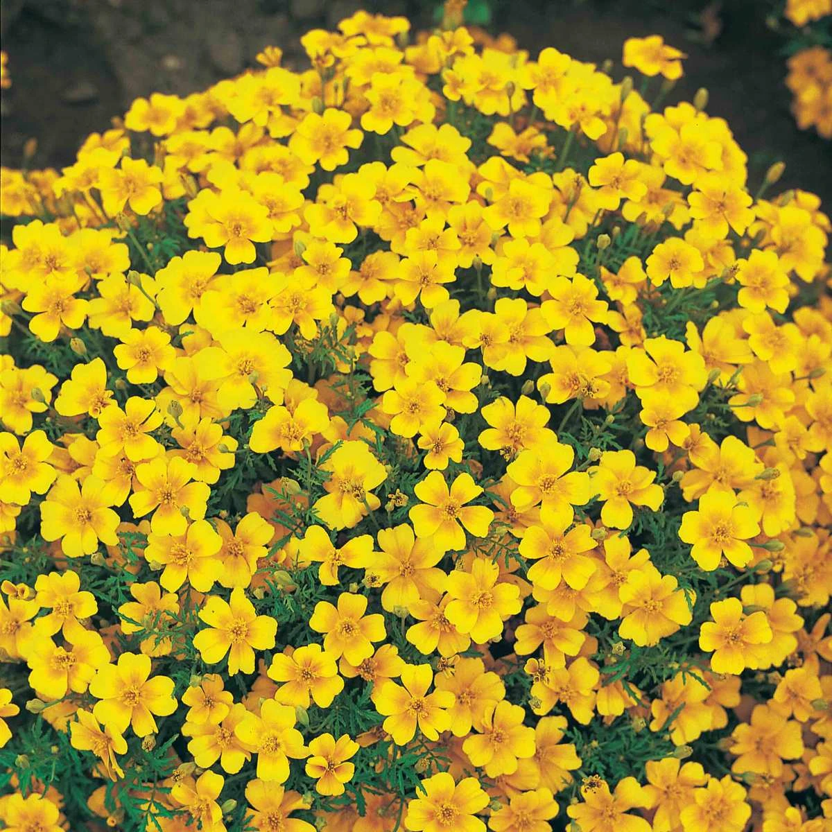 Suttons Seeds Suttons Seed Tagetes Golden Gem 1 Suttons Seeds Suttons Seed Tagetes Golden Gem