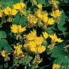 Suttons Seeds Suttons Seed Tropaeolum Canary Creeper