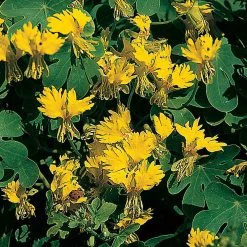 Suttons Seeds Suttons Seed Tropaeolum Canary Creeper