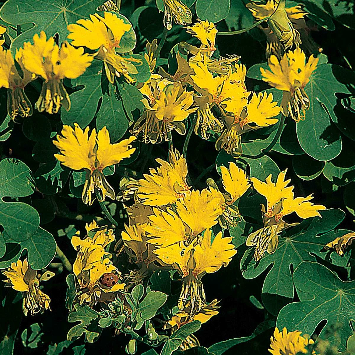 Suttons Seeds Suttons Seed Tropaeolum Canary Creeper 1 Suttons Seeds Suttons Seed Tropaeolum Canary Creeper