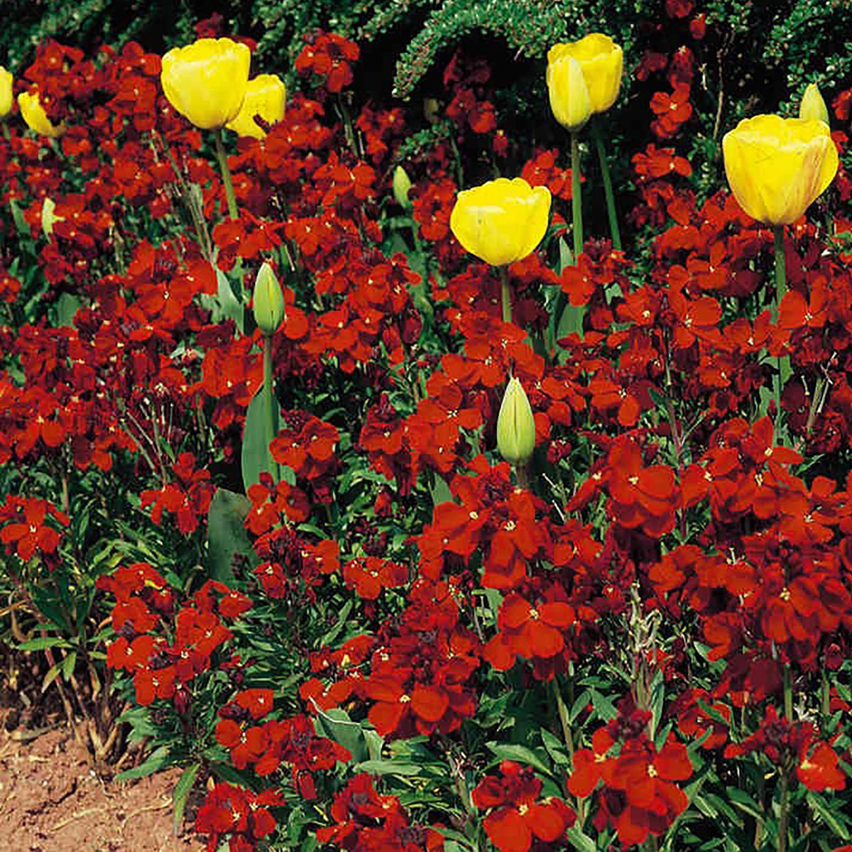 Suttons Seeds Suttons Seed Wallflower Fire King 2 Suttons Seeds Suttons Seed Wallflower Fire King - Billede 2