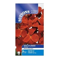Suttons Seeds Suttons Seed Wallflower Fire King