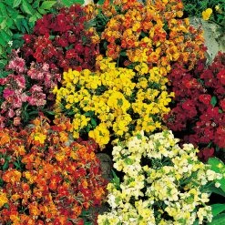 Suttons Seeds Suttons Seed Wallflower Persian Carpet