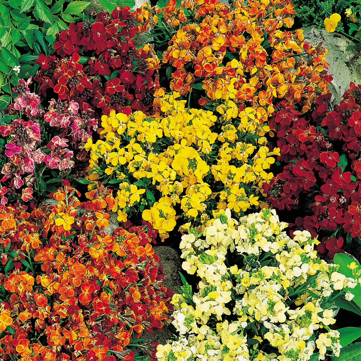 Suttons Seeds Suttons Seed Wallflower Persian Carpet 1 Suttons Seeds Suttons Seed Wallflower Persian Carpet