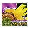 Suttons Seeds Suttons Seed Sunflower Collection