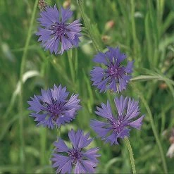 Suttons Seeds Suttons Seed FIeld Cornflower Wildflower -Kent &amp Stowe butik 9091991 frontface 1200Wx1200H