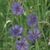 Suttons Seeds Suttons Seed FIeld Cornflower Wildflower