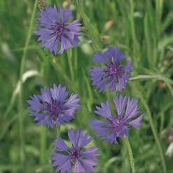 Suttons Seeds Suttons Seed FIeld Cornflower Wildflower