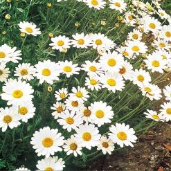 Suttons Seeds Suttons Seed Ox-Eye Daisy Wildflower