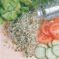 Suttons Seeds Alfalfa - Sprouting