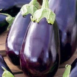 Suttons Seeds Suttons Seed Aubergine Black Beauty