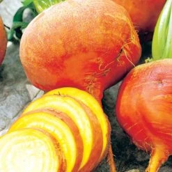 Suttons Seeds Beetroot - Burpees Golden