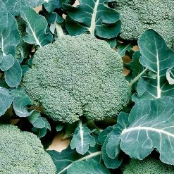 Suttons Seeds Suttons Seed Broccoli Calabrese Seeds Belstar F1