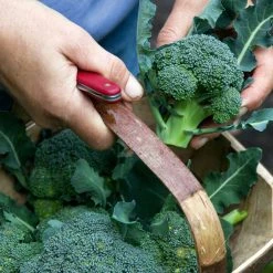 Suttons Seeds Suttons Seed Broc C/Brese Gr Magic F1