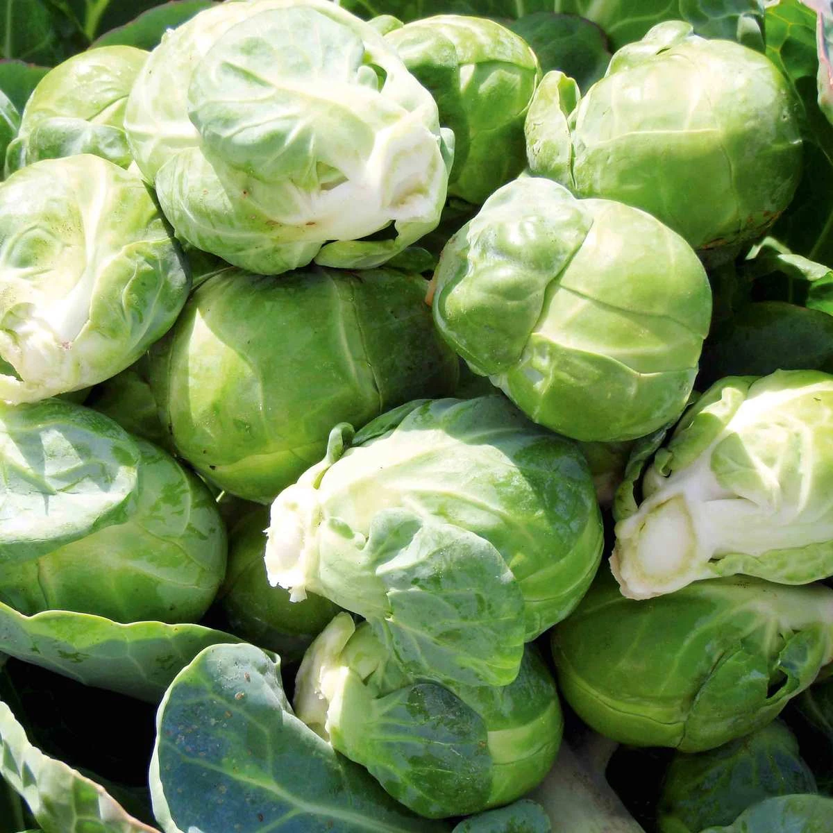 Suttons Seeds Brussels Sprouts - F1 Content 1 Suttons Seeds Brussels Sprouts - F1 Content