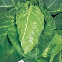 Suttons Seeds Cabbage - Greyhound