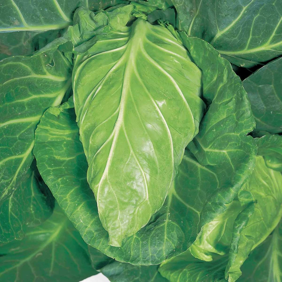 Suttons Seeds Cabbage - Greyhound 1 Suttons Seeds Cabbage - Greyhound