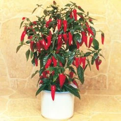 Suttons Seeds Suttons Seed Chilli Pepper Apache F1