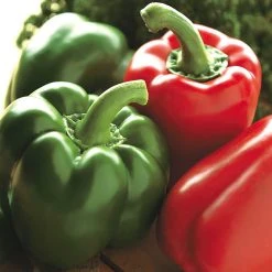 Suttons Seeds Suttons Seed Sweet Pepper Californian Wonder