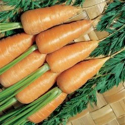 Suttons Seeds Suttons Seed Carrot Chant Red Cored 2