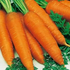Suttons Seeds Sutton Seeds Carrot Autumn King 2 5 Suttons Seeds Sutton Seeds Carrot Autumn King 2 -Kent & Stowe butik 9092096 frontface 1200Wx1200H