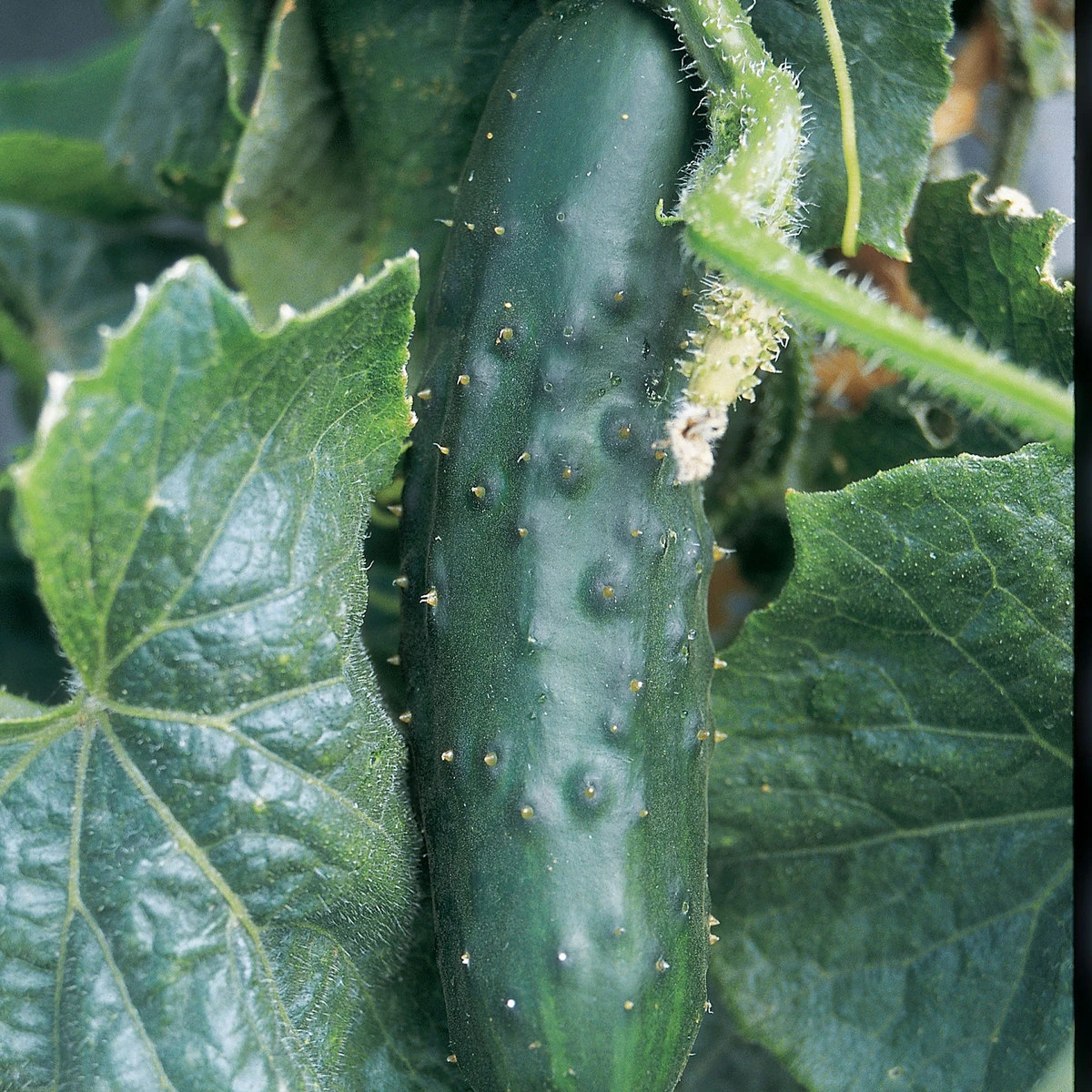 Suttons Seeds Suttons Seed Cucumber Marketmore 1 Suttons Seeds Suttons Seed Cucumber Marketmore