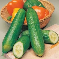 Suttons Seeds Suttons Seed Cucumber Seeds - Bush Champion
