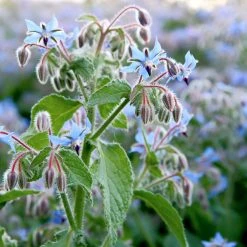 Suttons Seeds Suttons Seed Herb Borage