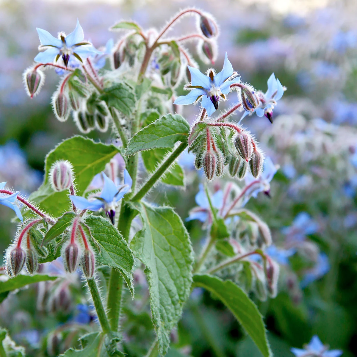 Suttons Seeds Suttons Seed Herb Borage 1 Suttons Seeds Suttons Seed Herb Borage