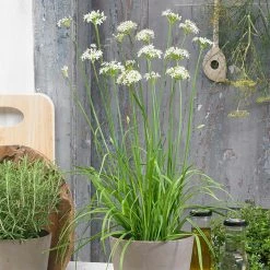 Suttons Seeds Suttons Seed Herb Seed - Garlic Chives -Kent &amp Stowe butik 9092156 frontface 1200Wx1200H