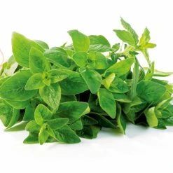 Suttons Seeds Suttons Seed Oregano