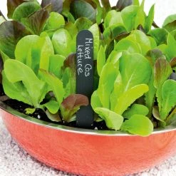 Suttons Seeds Leaf Salad Cos Lettuce Mix