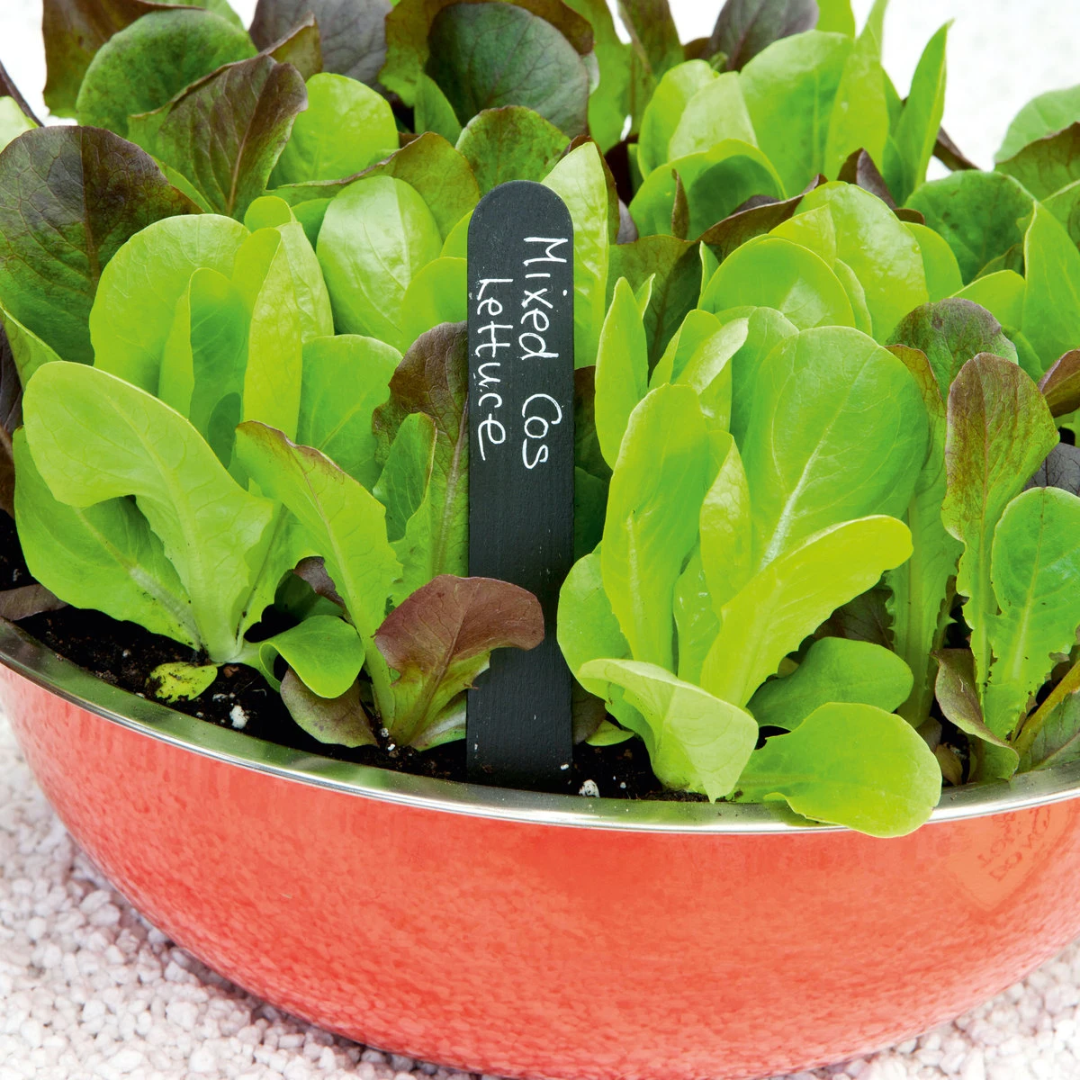 Suttons Seeds Leaf Salad Cos Lettuce Mix 1 Suttons Seeds Leaf Salad Cos Lettuce Mix