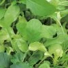 Suttons Seeds Suttons Seed Leaf Salad Fr Mix