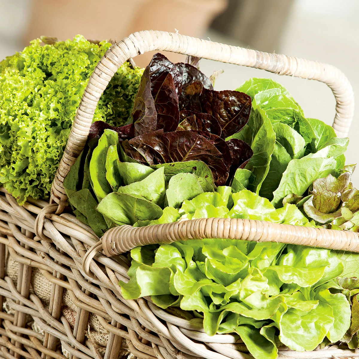 Suttons Seeds Suttons Seed Leaf Salad Let Mx Spdy Veg 1 Suttons Seeds Suttons Seed Leaf Salad Let Mx Spdy Veg