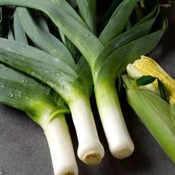 Suttons Seeds Suttons Seed Leek Musselburgh