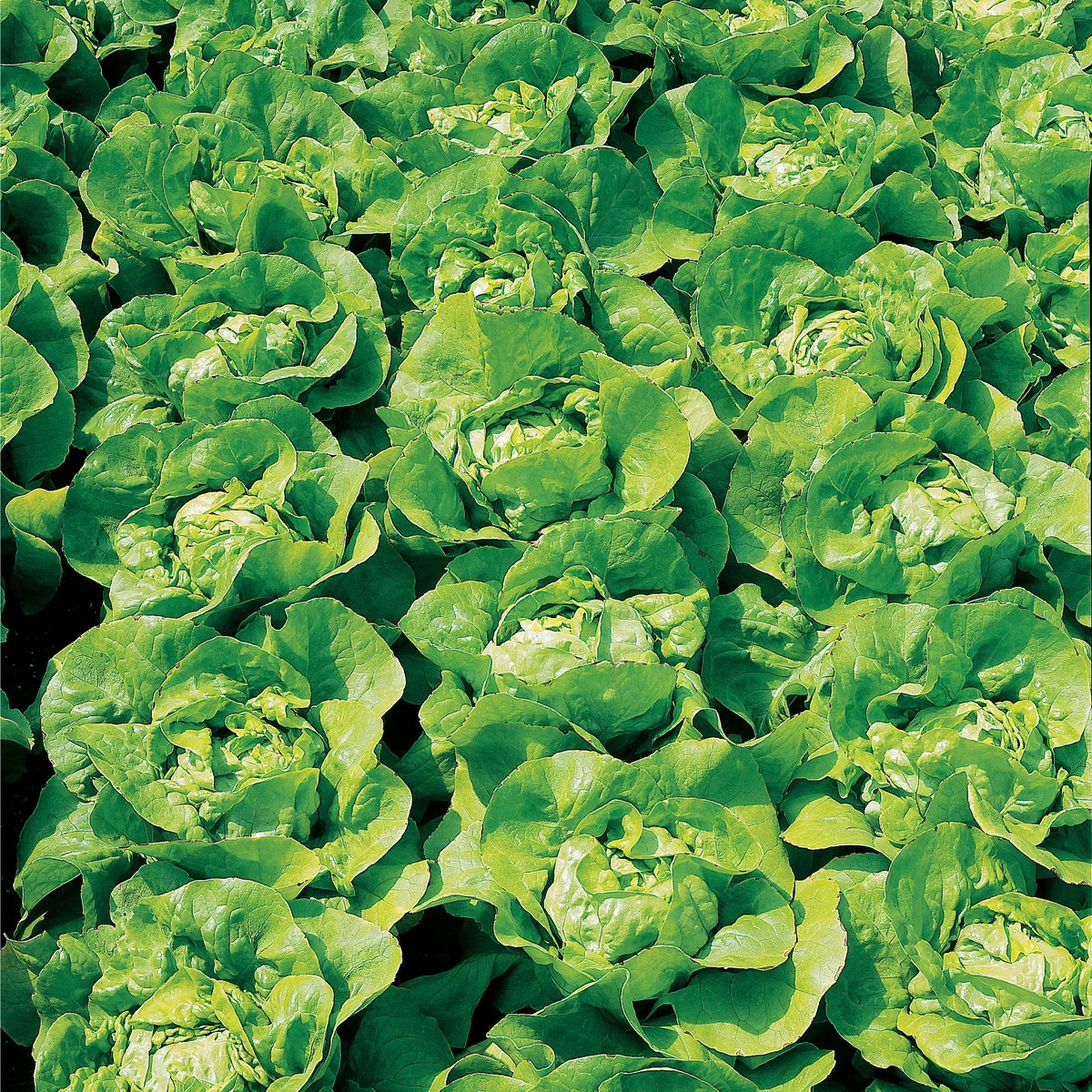 Suttons Seeds Suttons Seed Lettuce Unrivalled 1 Suttons Seeds Suttons Seed Lettuce Unrivalled