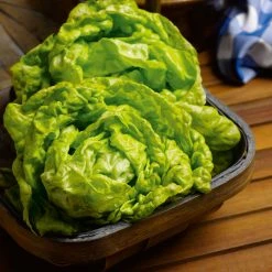 Suttons Seeds Lettuce - All The Year Round