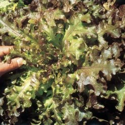 Suttons Seeds Suttons Seed Lettuce Red Salad Bowl