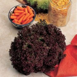 Suttons Seeds Suttons Seed Lettuce Lollo Rossa