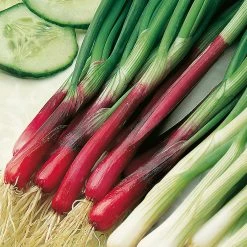 Suttons Seeds Suttons Seed Salad Onion Apache