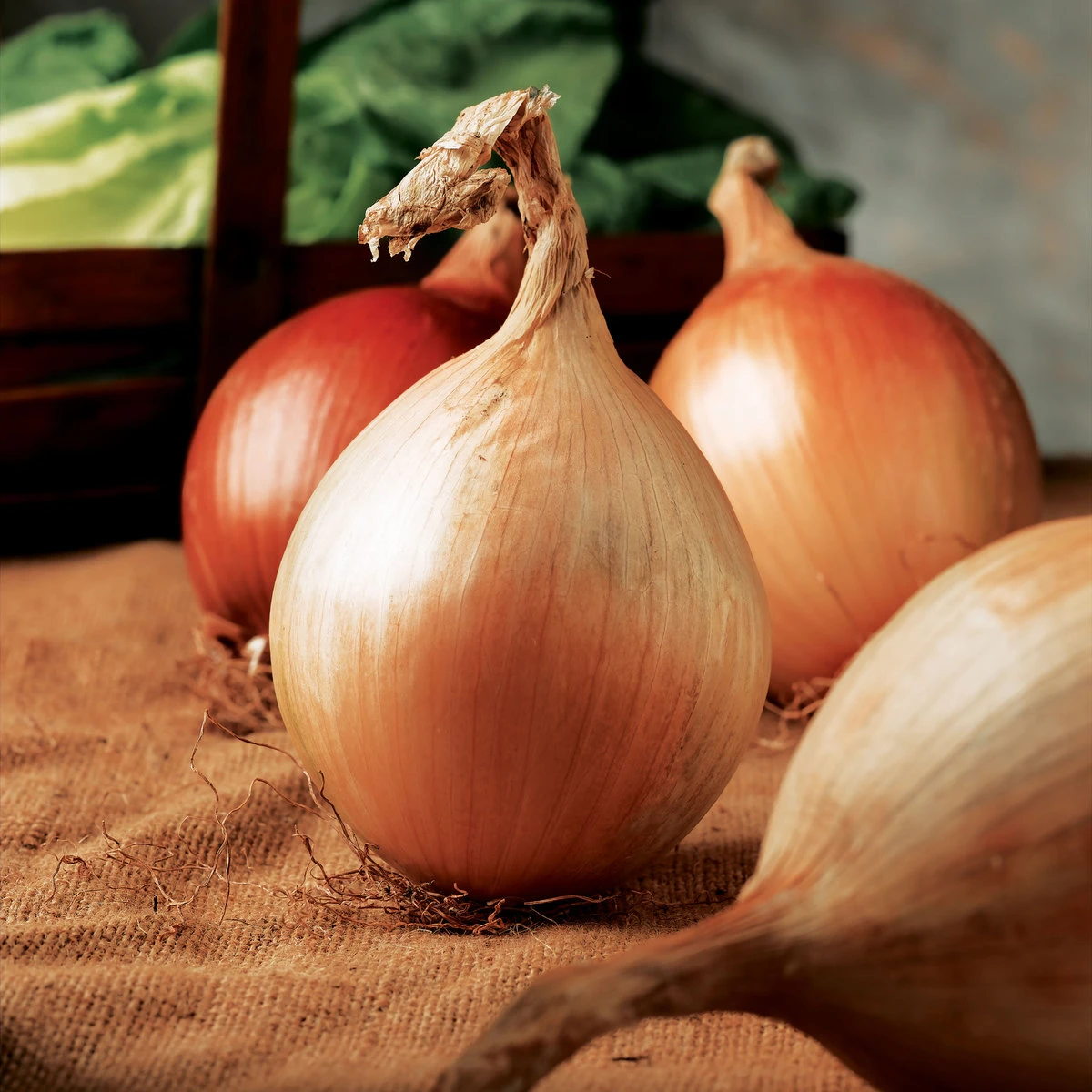 Suttons Seeds Suttons Seed Onion Ailsa Craig 1 Suttons Seeds Suttons Seed Onion Ailsa Craig