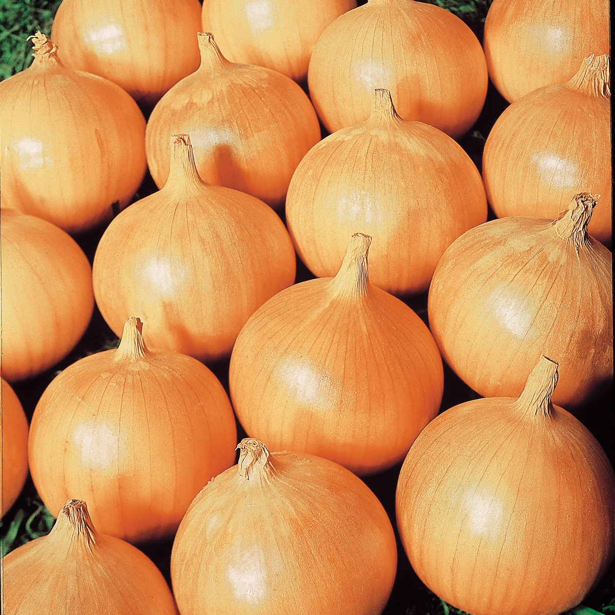 Suttons Seeds Suttons Seed Onion Bedfordshire Champ 1 Suttons Seeds Suttons Seed Onion Bedfordshire Champ