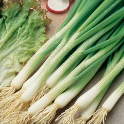 Suttons Seeds Suttons Seed Salad Onion White Lisbon Hardy