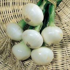 Suttons Seeds Onion Seeds - Paris Silverskin