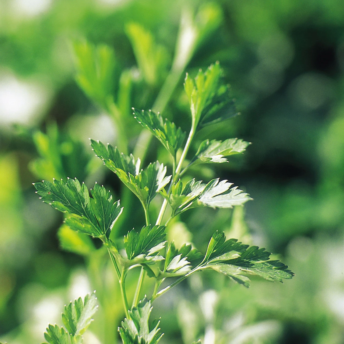 Suttons Seeds Suttons Seed Parsley Plain Leaved 2 1 Suttons Seeds Suttons Seed Parsley Plain Leaved 2