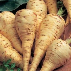 Suttons Seeds Suttons Seed Parsnip White Gem