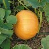 Suttons Seeds Suttons Seed Pumpkin Seeds - Hundredweight