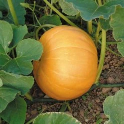 Suttons Seeds Suttons Seed Pumpkin Seeds - Hundredweight