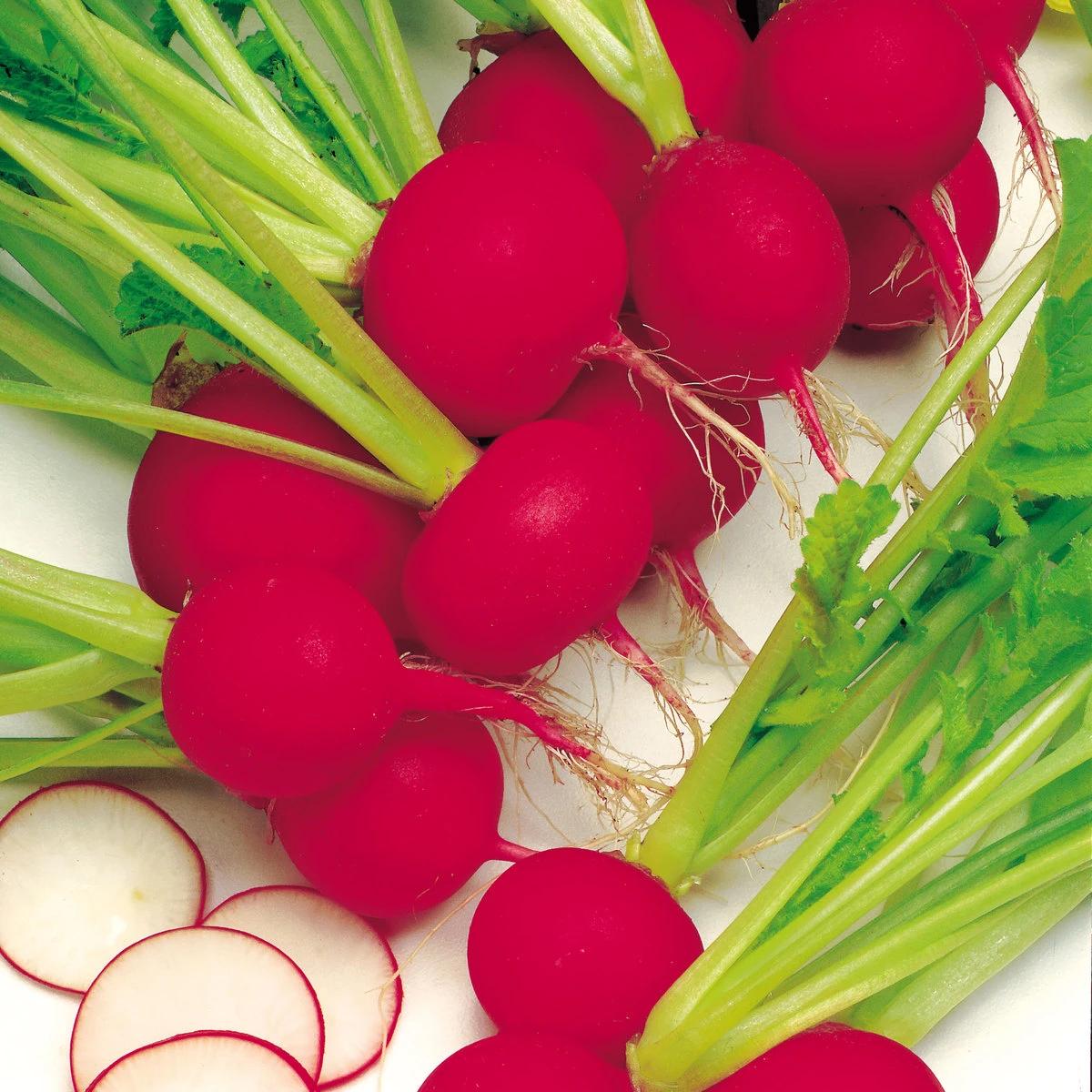 Suttons Seeds Suttons Seed Radish Scarlet Globe 1 Suttons Seeds Suttons Seed Radish Scarlet Globe